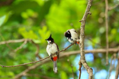 Kuş bir ağaç dalında av arıyor..