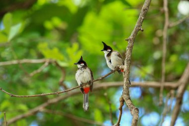 Kuş bir ağaç dalında av arıyor..