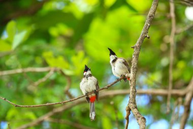 Kuş bir ağaç dalında av arıyor..