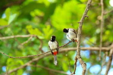 Kuş bir ağaç dalında av arıyor..