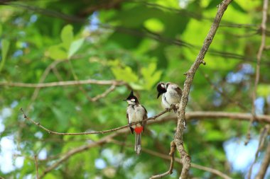 Kuş bir ağaç dalında av arıyor..