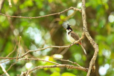 Kuş bir ağaç dalında av arıyor..