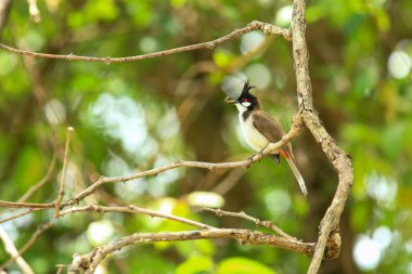 Kuş bir ağaç dalında av arıyor..