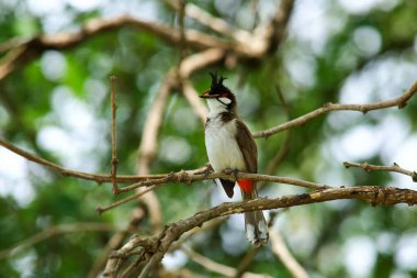 Kuş bir ağaç dalında av arıyor..