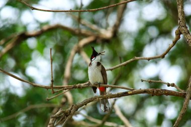 Kuş bir ağaç dalında av arıyor..