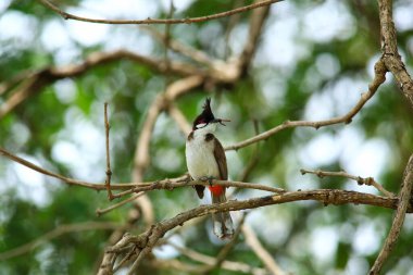 Kuş bir ağaç dalında av arıyor..