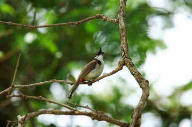 Kuş bir ağaç dalında av arıyor..