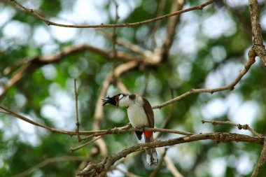 Kuş bir ağaç dalında av arıyor..
