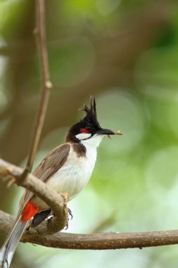 Kuş bir ağaç dalında av arıyor..