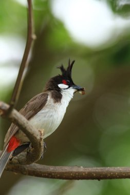 Kuş bir ağaç dalında av arıyor..