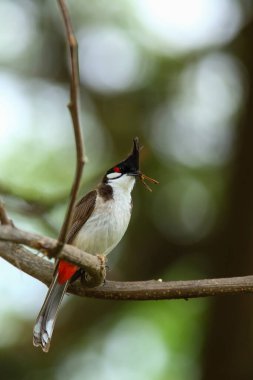 Kuş bir ağaç dalında av arıyor..