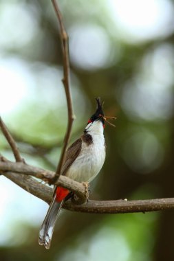 Kuş bir ağaç dalında av arıyor..