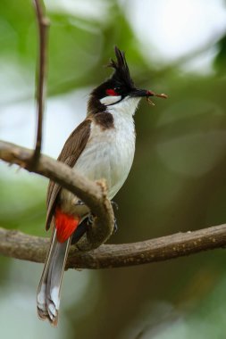 Kuş bir ağaç dalında av arıyor..