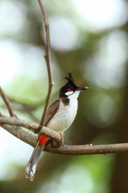 Kuş bir ağaç dalında av arıyor..