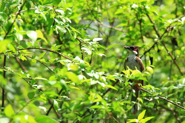 Kuş bir ağaç dalında av arıyor..