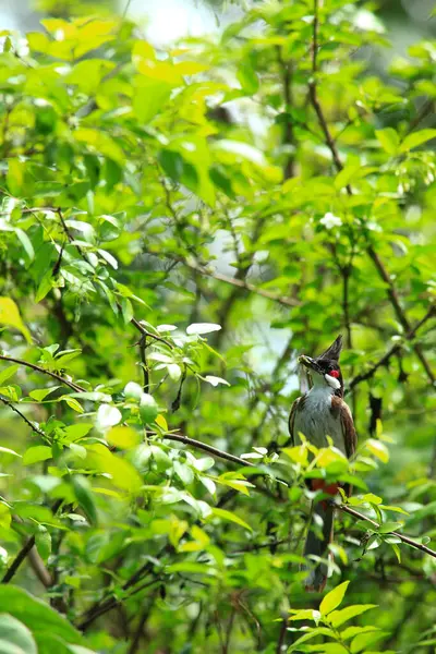 Kuş bir ağaç dalında av arıyor..