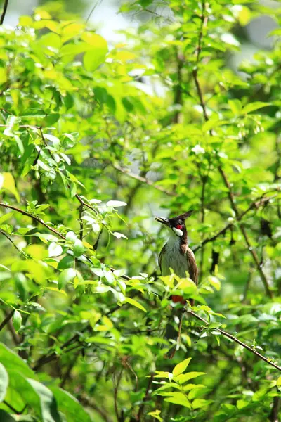 Kuş bir ağaç dalında av arıyor..