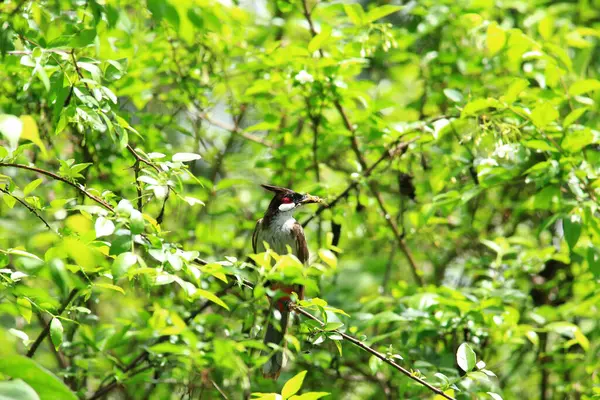 Kuş bir ağaç dalında av arıyor..