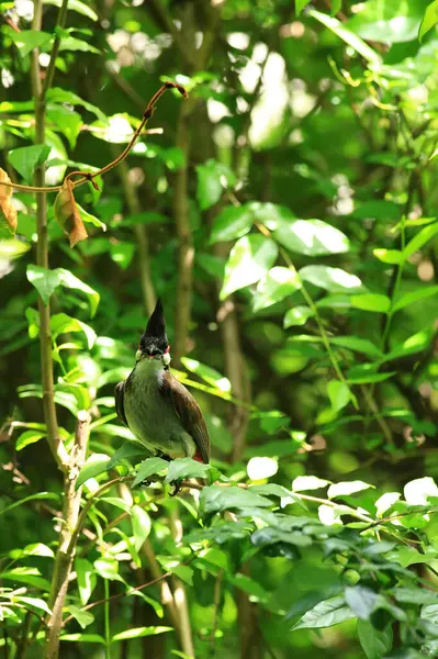 Kuş bir ağaç dalında av arıyor..