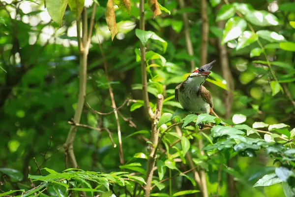 Kuş bir ağaç dalında av arıyor..