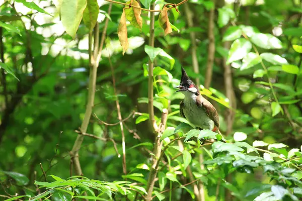 Kuş bir ağaç dalında av arıyor..