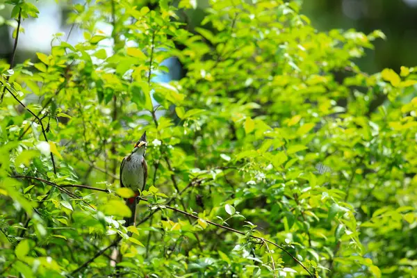 Kuş bir ağaç dalında av arıyor..