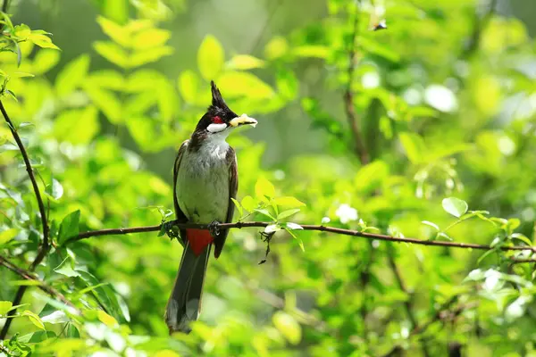 Kuş bir ağaç dalında av arıyor..