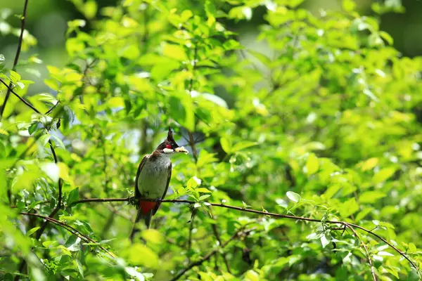 Kuş bir ağaç dalında av arıyor..