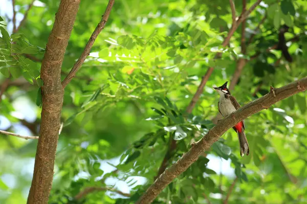 Kuş bir ağaç dalında av arıyor..