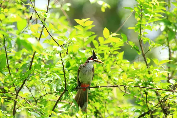 Kuş bir ağaç dalında av arıyor..