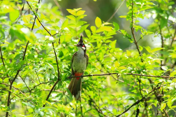 Kuş bir ağaç dalında av arıyor..