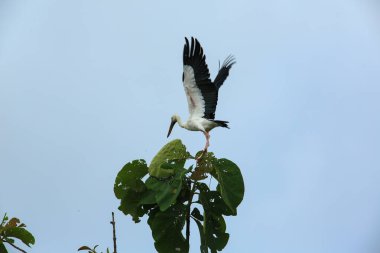Kuş bir ağaç dalında av arıyor..