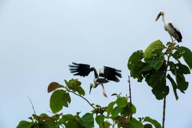 Kuş bir ağaç dalında av arıyor..