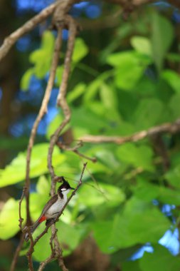 Kuş bir ağaç dalında av arıyor..