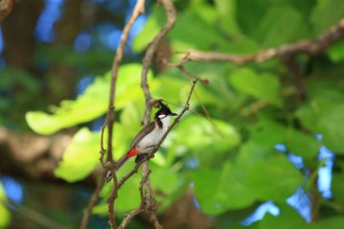 Kuş bir ağaç dalında av arıyor..