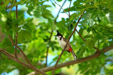 Kuş bir ağaç dalında av arıyor..