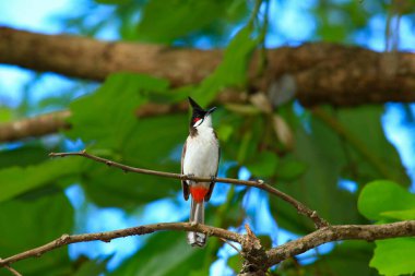 Kuş bir ağaç dalında av arıyor..