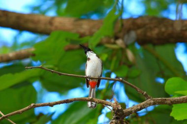 Kuş bir ağaç dalında av arıyor..