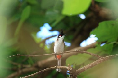 Kuş bir ağaç dalında av arıyor..