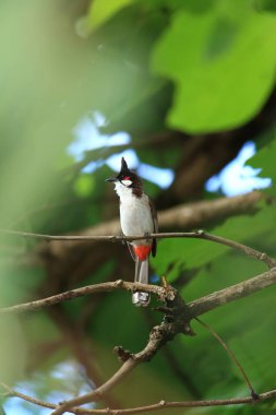 Kuş bir ağaç dalında av arıyor..