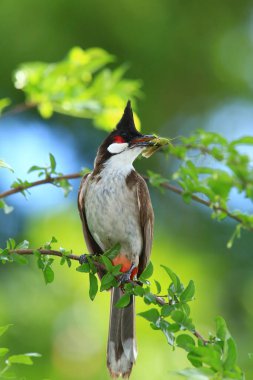 Kuş bir ağaç dalında av arıyor..
