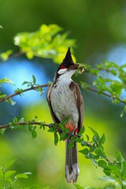 Kuş bir ağaç dalında av arıyor..