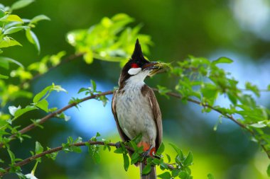 Kuş bir ağaç dalında av arıyor..