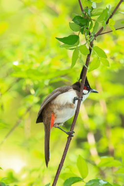 Kuş bir ağaç dalında av arıyor..