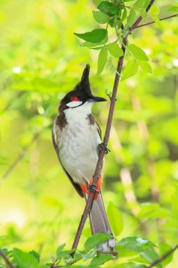 Kuş bir ağaç dalında av arıyor..
