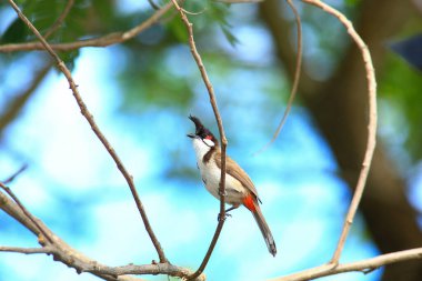 Kuş bir ağaç dalında av arıyor..