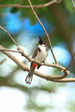 Kuş bir ağaç dalında av arıyor..