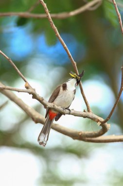 Kuş bir ağaç dalında av arıyor..