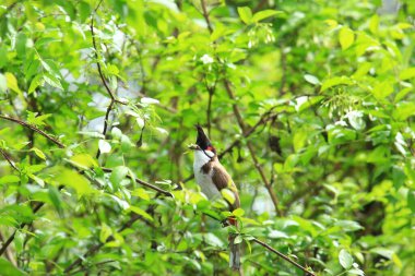 Kuş bir ağaç dalında av arıyor..