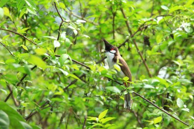 Kuş bir ağaç dalında av arıyor..